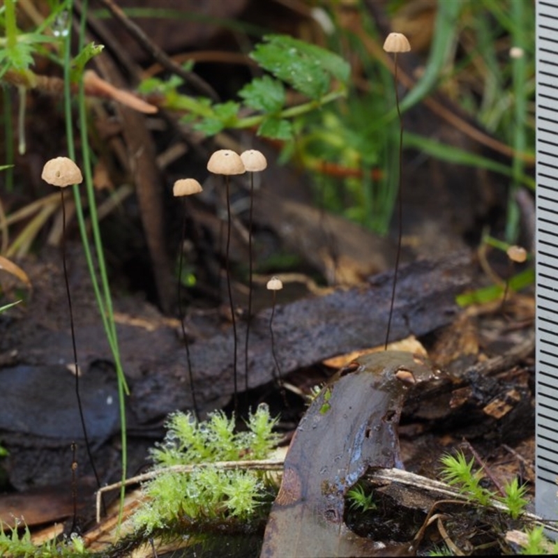 Marasmius crinisequi