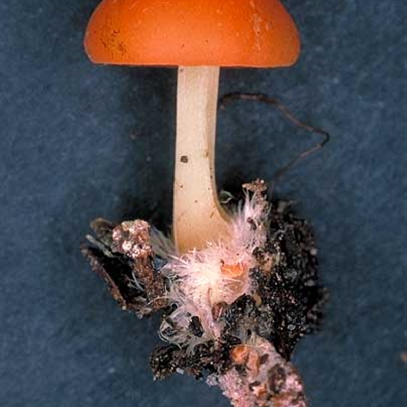 Marasmius elegans