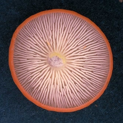 Marasmius elegans