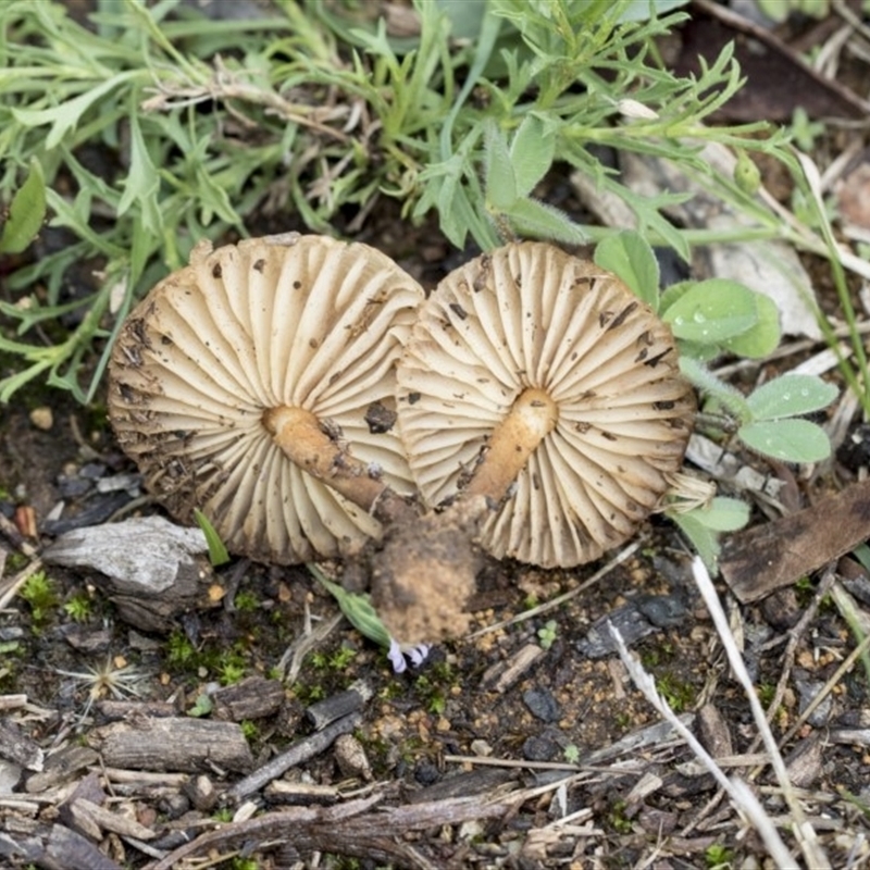 Marasmius oreades