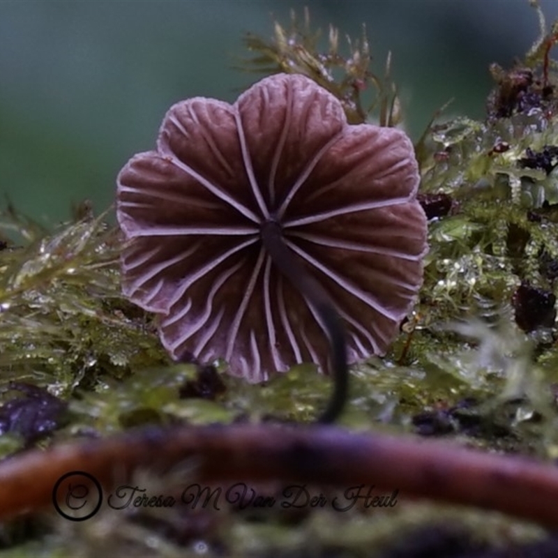 Marasmius sp.