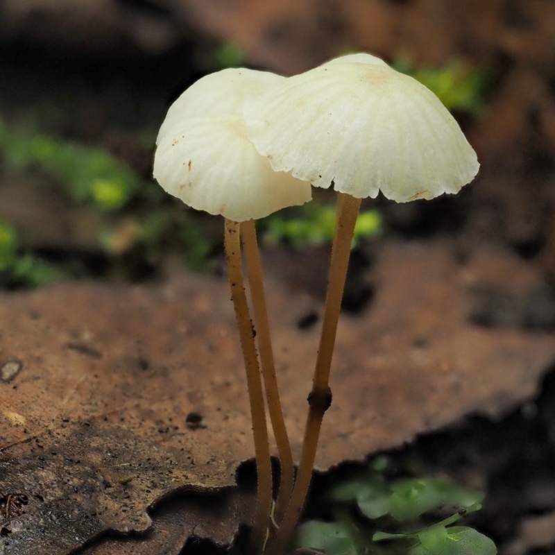 Marasmius