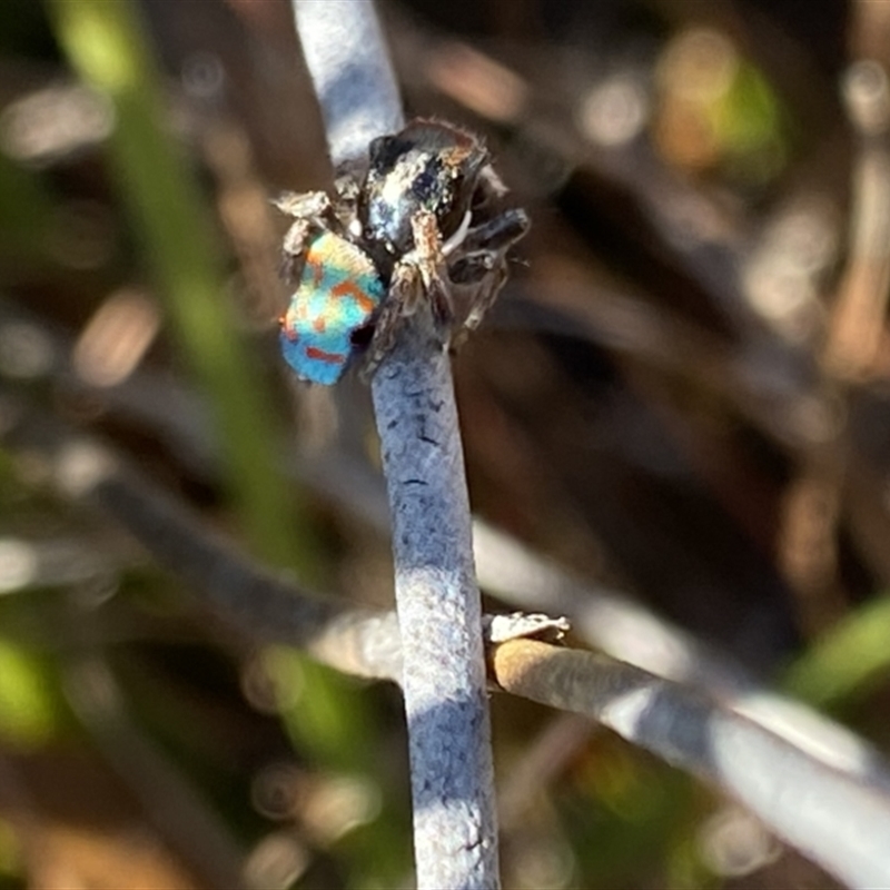 Maratus amabilis