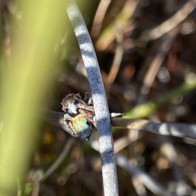 Maratus amabilis