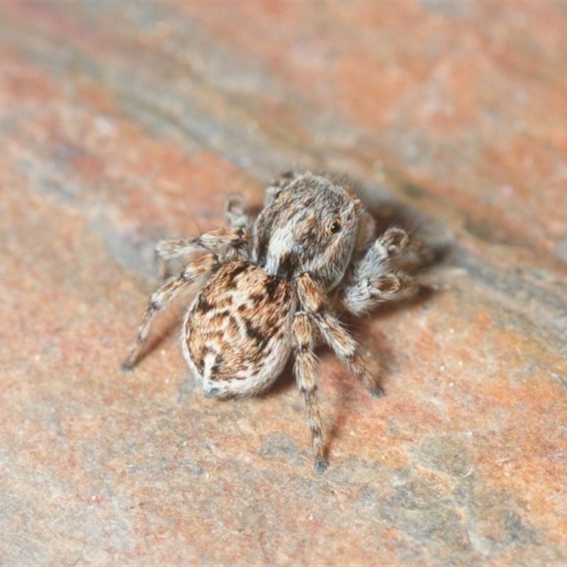 Maratus chrysomelas