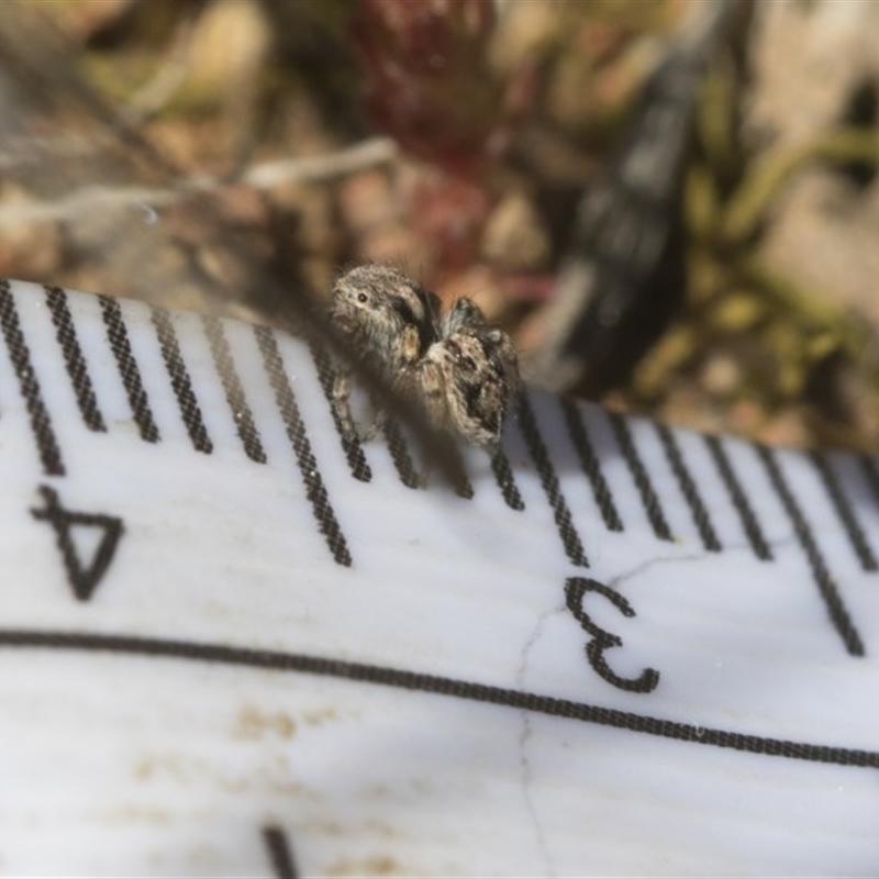 Maratus chrysomelas
