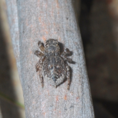 Maratus harrisi