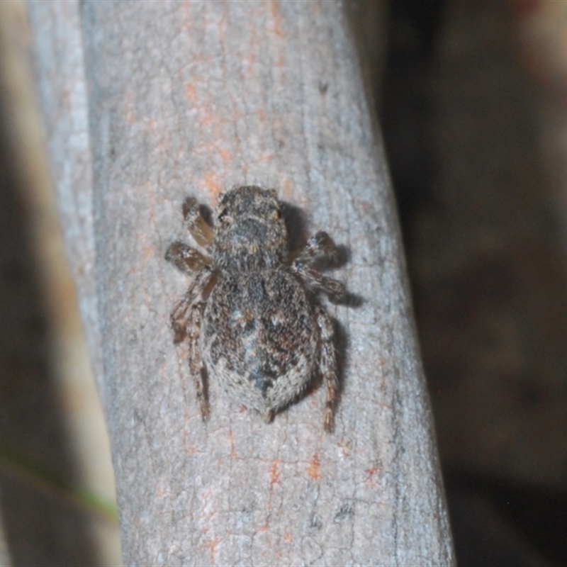 Gravid female