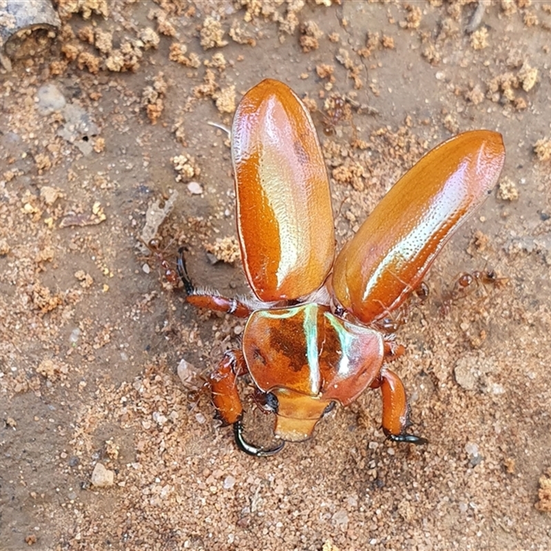 Anoplognathus sp. (genus)