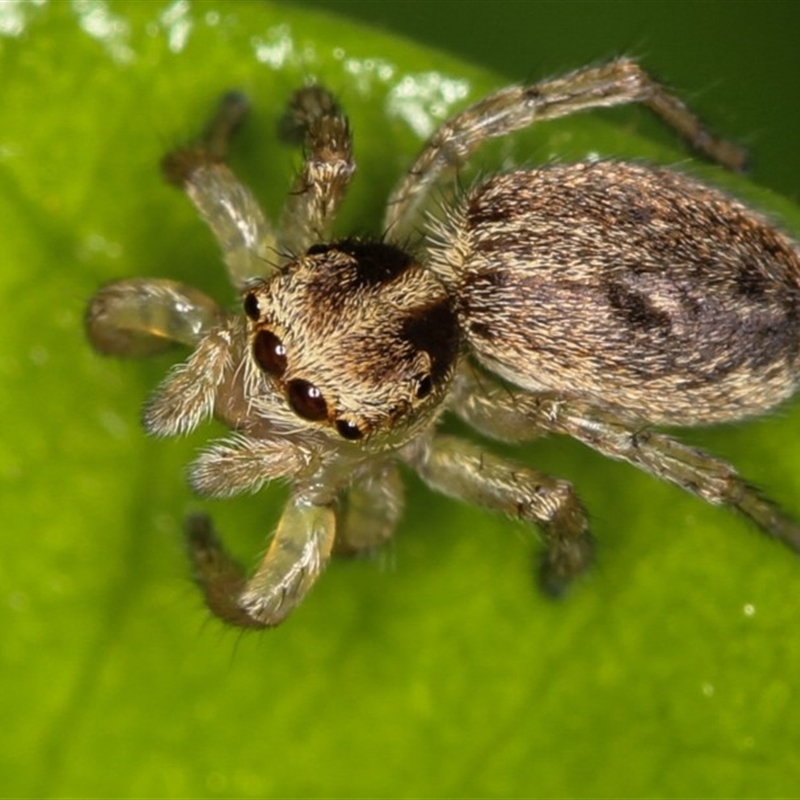 Maratus pavonis