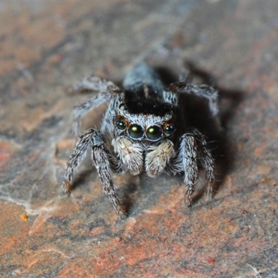 Maratus proszynskii