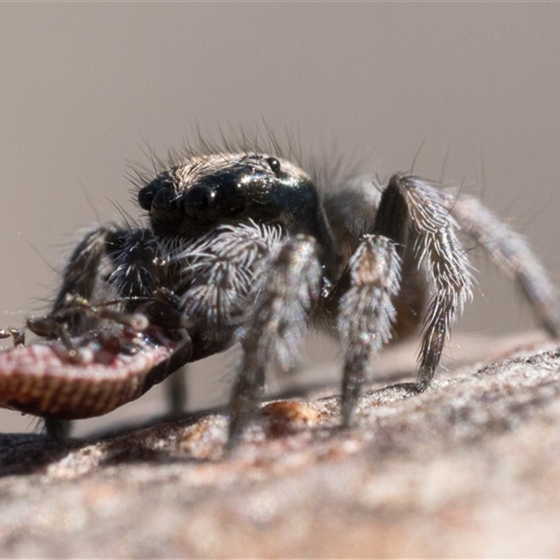 Maratus proszynskii