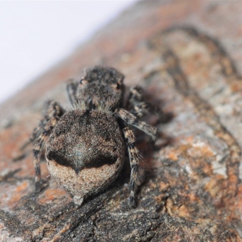Female from rear