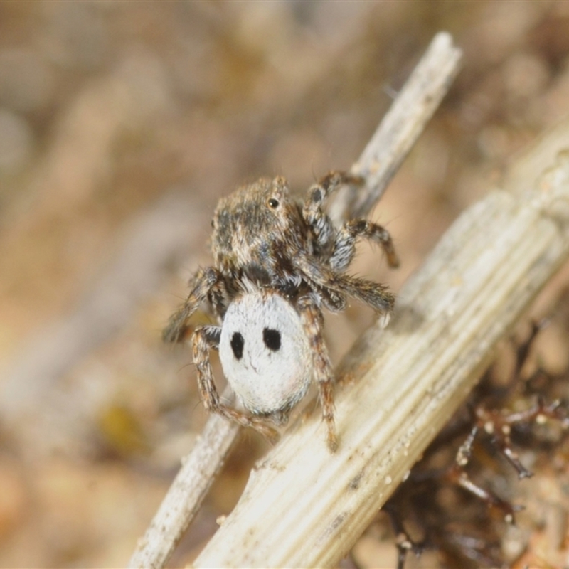 Maratus sp. (genus)