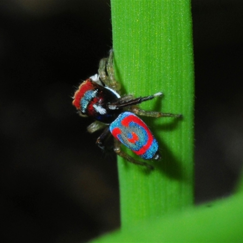 Maratus splendens