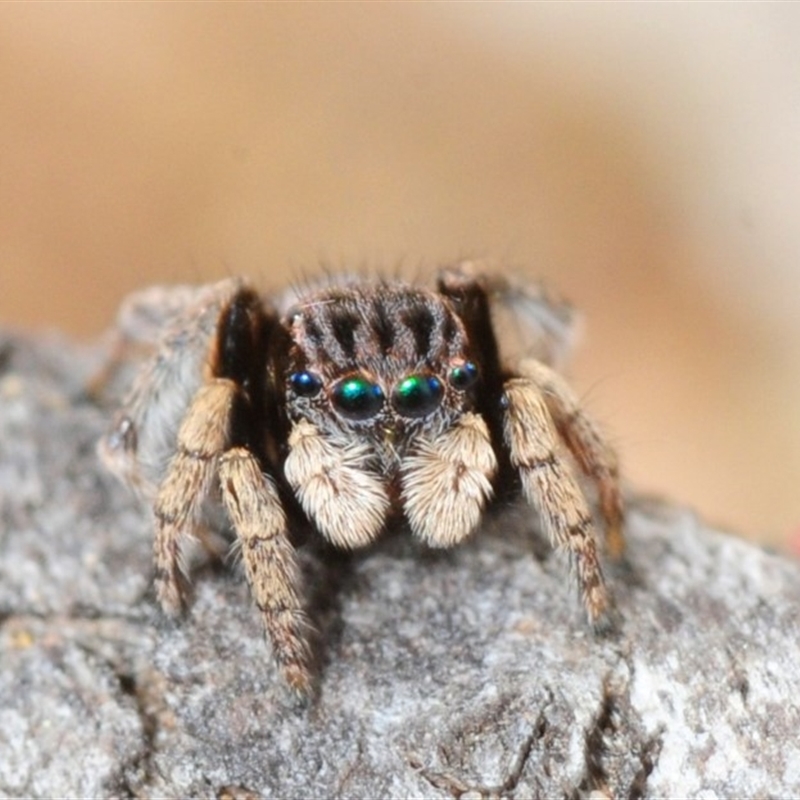 Maratus vespertilio