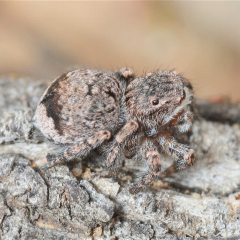 Maratus vespertilio