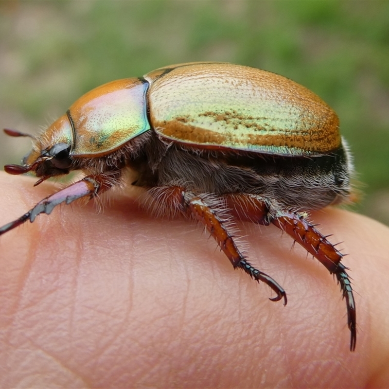 Anoplognathus suturalis