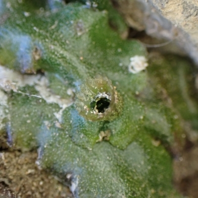 Marchantia foliacea