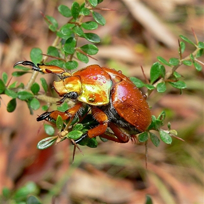 Anoplognathus viriditarsis