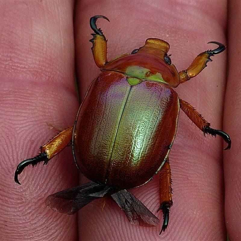 Anoplognathus viriditarsis