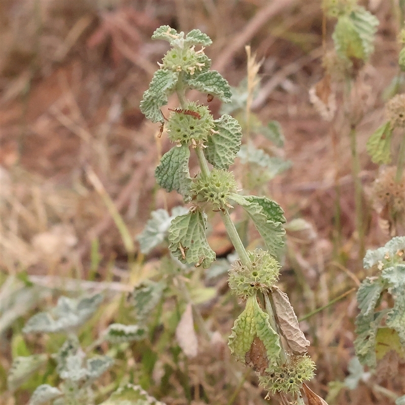 Marrubium vulgare