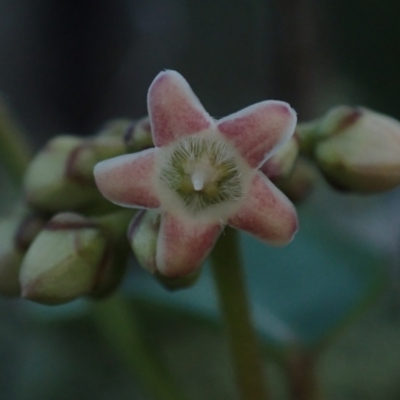 Marsdenia fraseri