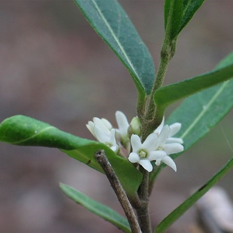 Marsdenia suaveolens