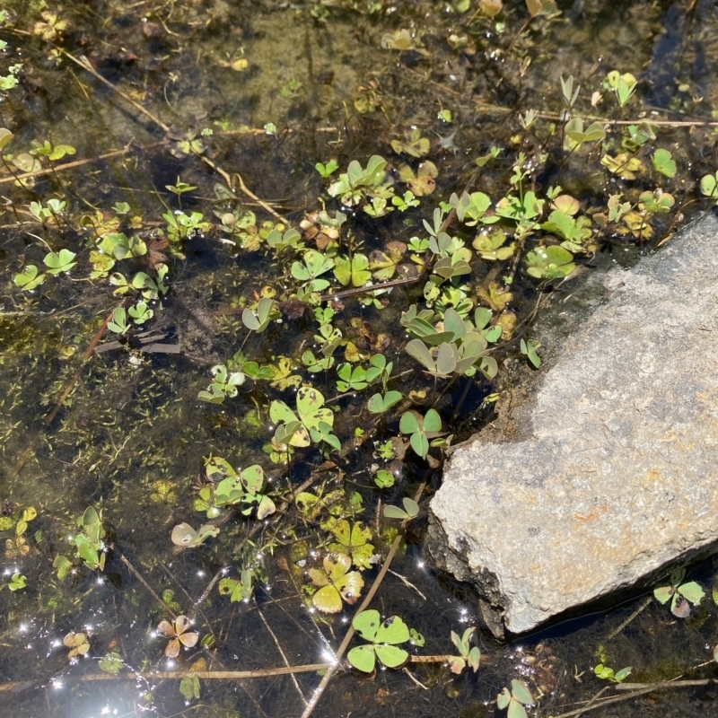 Marsilea costulifera