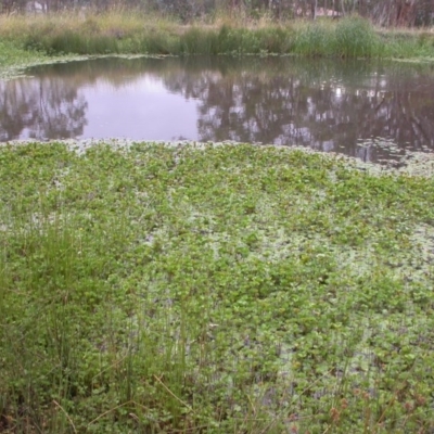 Marsilea mutica