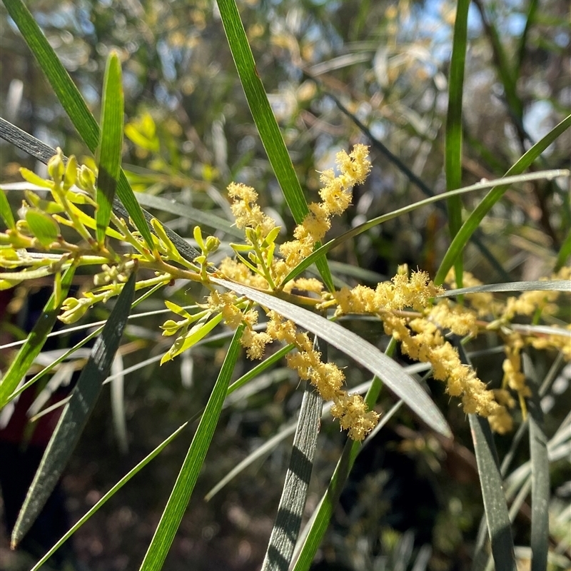 Acacia floribunda