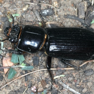 Black Bess Beetle - Mastachilus sp.