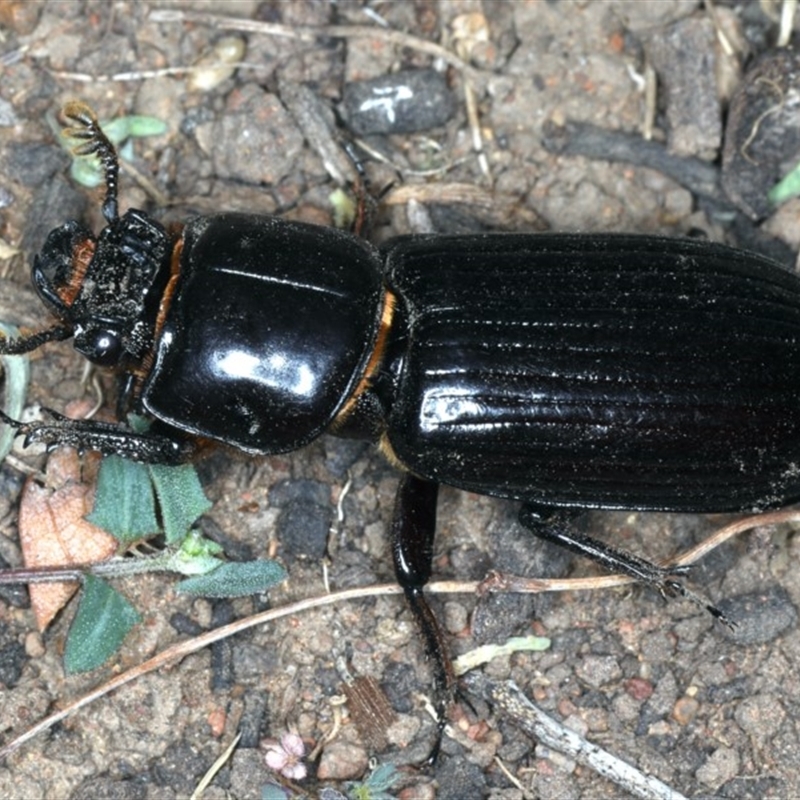 Mastachilus sp. (genus)