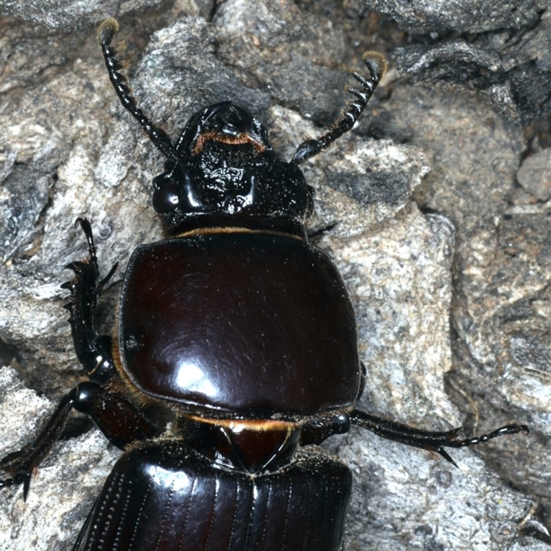 Mastachilus sp. (genus)