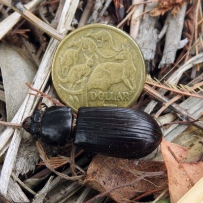 Black Bess Beetle - Mastachilus sp.