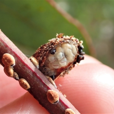 Protective case covering on caterpillar