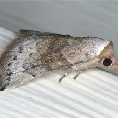 Mataeomera mesotaenia