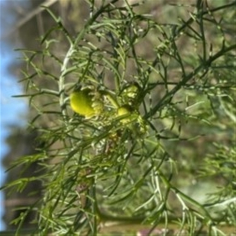 Matricaria chamomilla