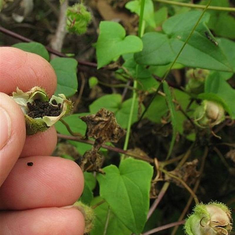 Maurandya barclayana