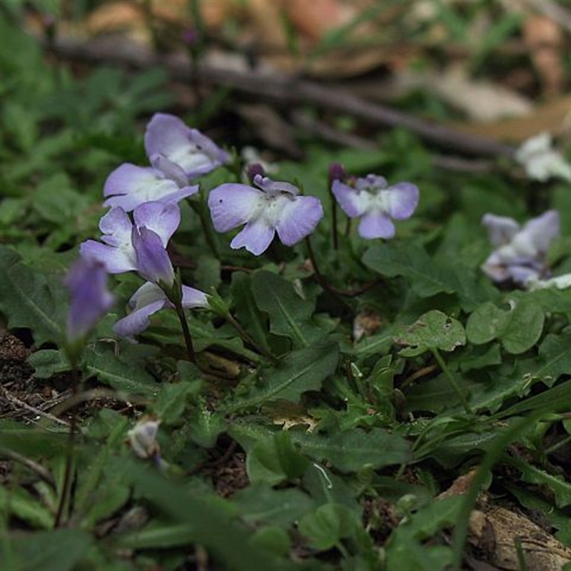 Mazus pumilio