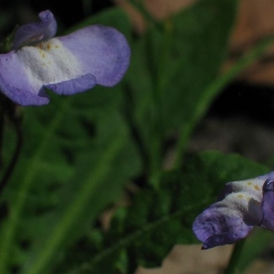 Mazus pumilio