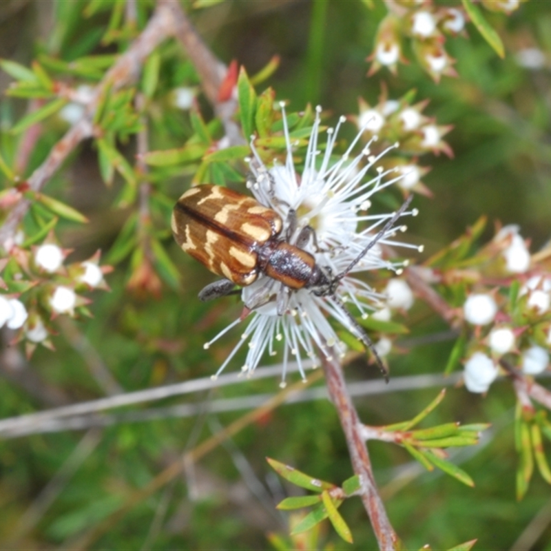 Mecynodera coxalgica