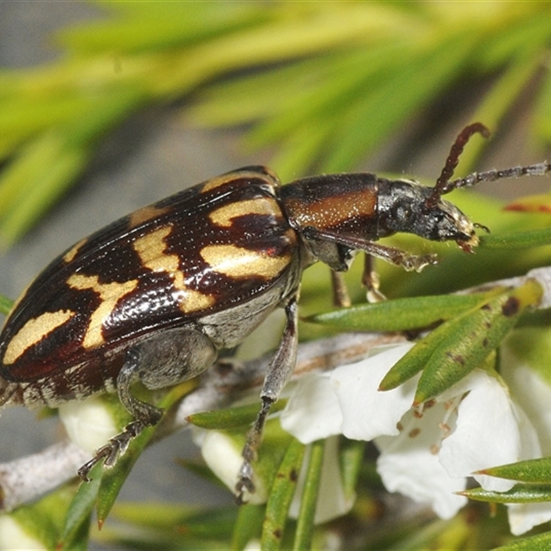 Mecynodera coxalgica