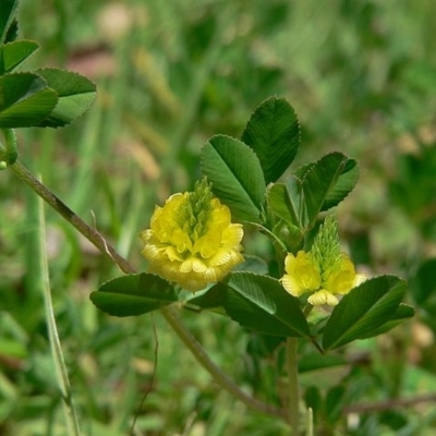 Medicago lupulina