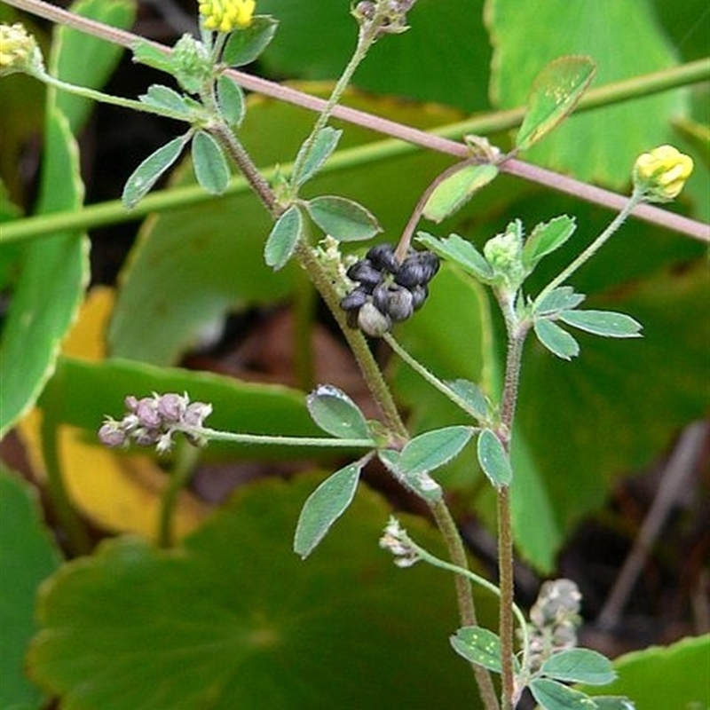 Medicago lupulina