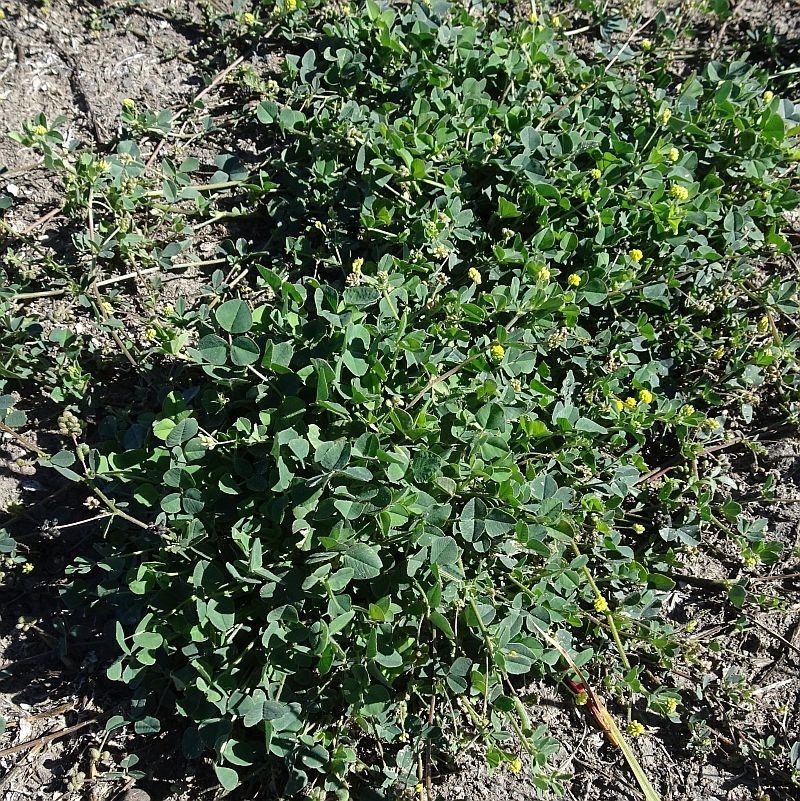 Medicago lupulina