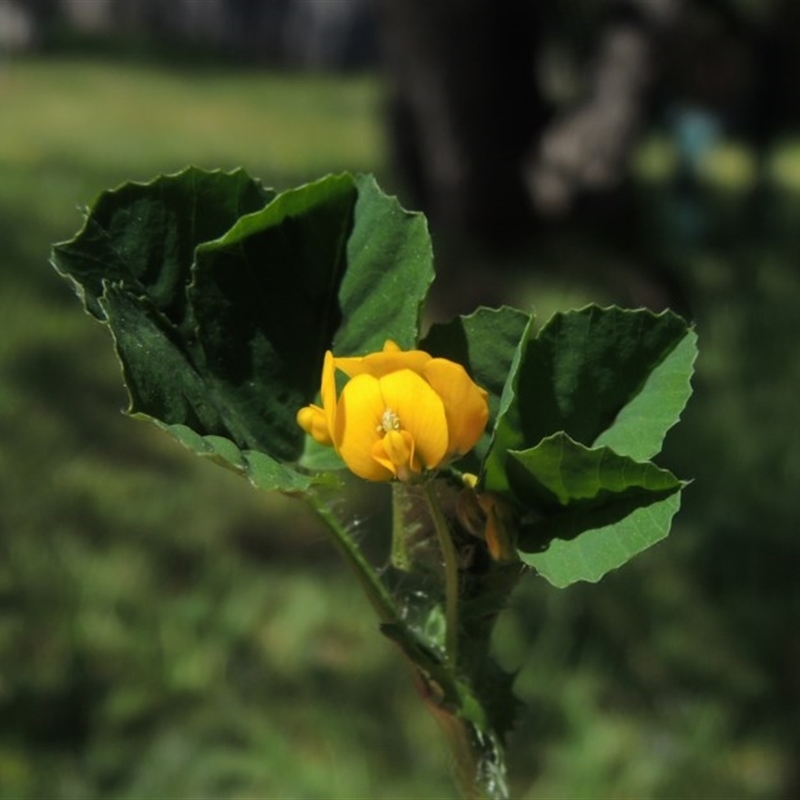 Medicago polymorpha