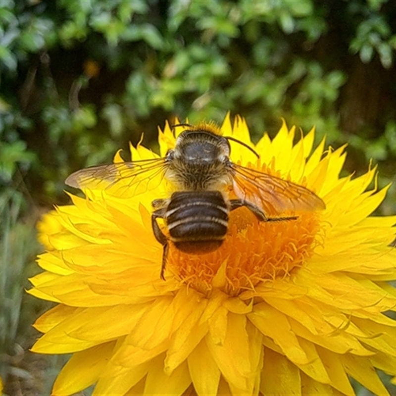 Megachile (Eutricharaea) maculariformis