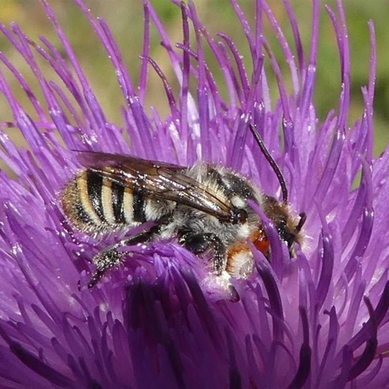 Megachile (Eutricharaea) macularis