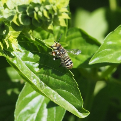Megachile (Eutricharaea) macularis